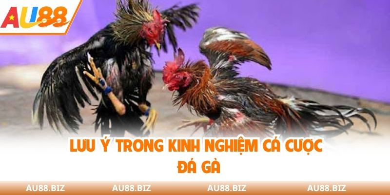 Lưu ý trong kinh nghiệm cá cược đá gà